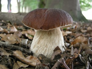 Geldersche Kasteelen Eekhoorntjesbrood-foto Ruud Knol