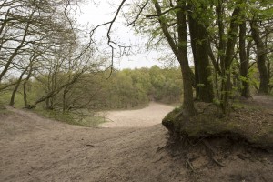 Bergharen-rivierduin-foto Ton Rothengatter