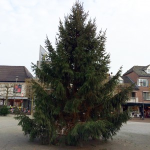 kerstboom markt 2015