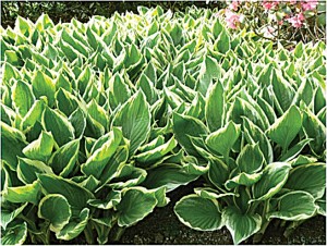 hosta tuin