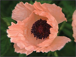 oosterse papaver